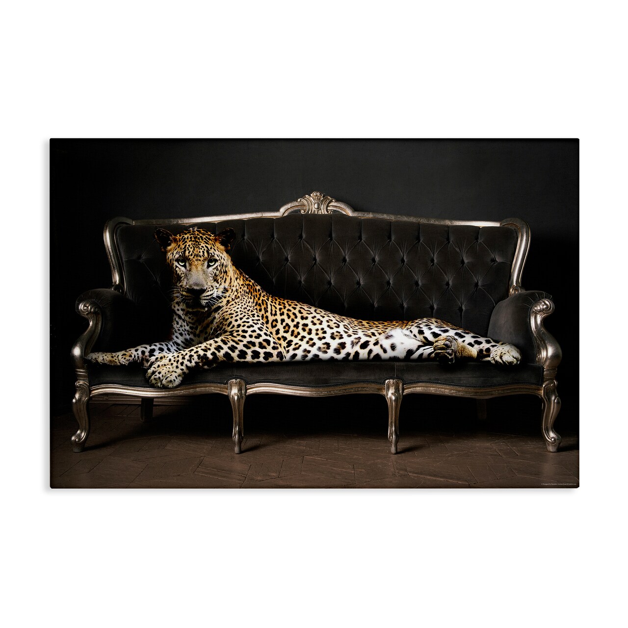 Stupell Industries Cheetah Sprawled on Couch Canvas Wall Art Design by Reinders